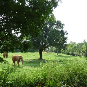 7-Acre African Elephant Exhibit