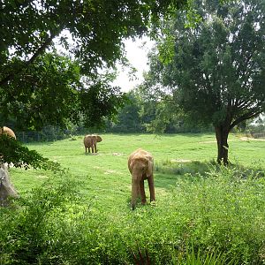 7-Acre African Elephant Exhibit