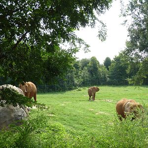 7-Acre African Elephant Exhibit