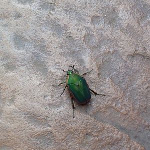 Wild Beetle