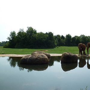 7-Acre African Elephant Exhibit