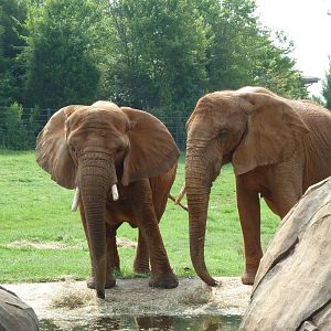 African Elephants
