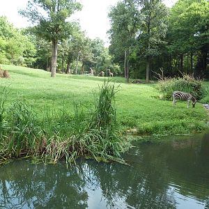 3.5 Acre Forest Edge - Reticulated Giraffe/Zebra/Ostrich Exhibit