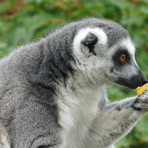 Ring Tailed Lemur