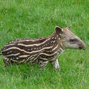 Baby Tapir