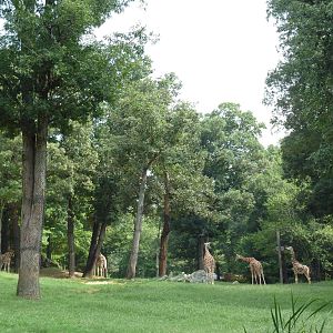 3.5 Acre Forest Edge - Reticulated Giraffe/Zebra/Ostrich Exhibit