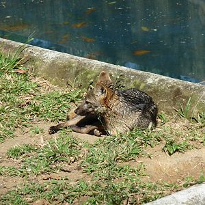 crab eating fox riozoo