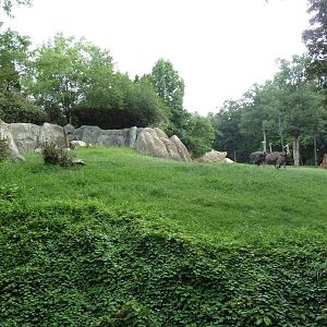 3.5 Acre Forest Edge - Reticulated Giraffe/Zebra/Ostrich Exhibit