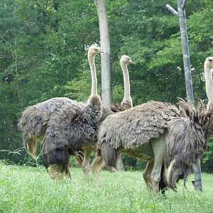 Ostriches