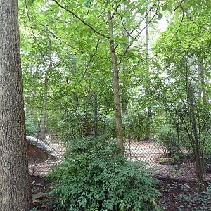 Red River Hog Exhibit