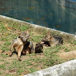 crab eating fox rio zoo