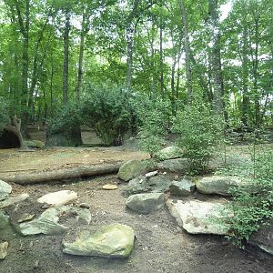 Red River Hog Exhibit