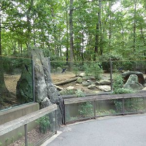 Red River Hog Exhibit