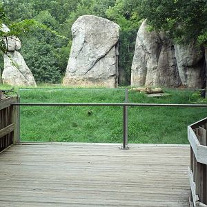 Lion Exhibit