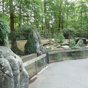 Red River Hog Exhibit
