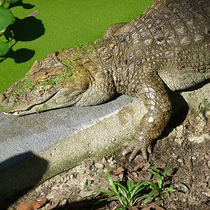 yacare do papo amarelo riozoo