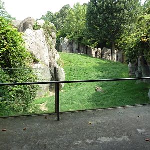Lion Exhibit