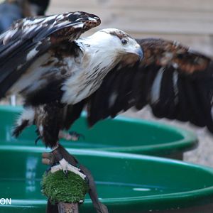 AFRICAN FISH EAGLE