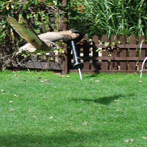 AFRICAN SPOTTED EAGLE OWL