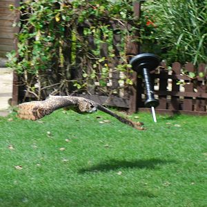 AFRICAN SPOTTED EAGLE OWL