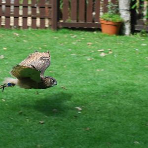 AFRICAN SPOTTED EAGLE OWL