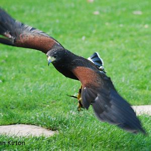 HARRIS HAWK