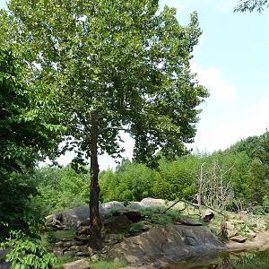 Ring-Tailed/Red Ruffed Lemur Island