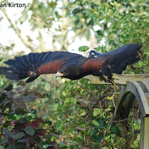 HARRIS HAWK
