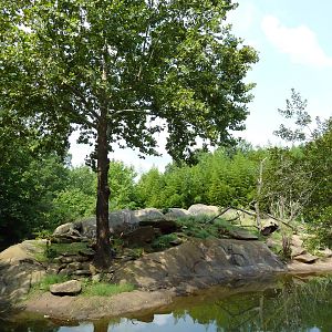 Ring-Tailed/Red Ruffed Lemur Island