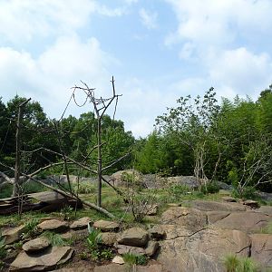 Ring-Tailed/Red Ruffed Lemur Island