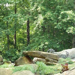 Ring-Tailed/Red Ruffed Lemur Island