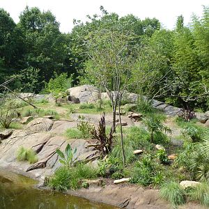 Ring-Tailed/Red Ruffed Lemur Island