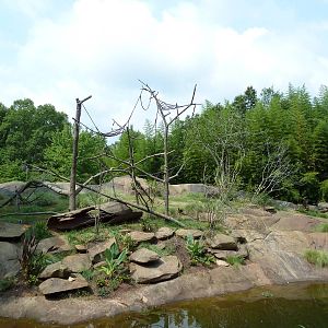 Ring-Tailed/Red Ruffed Lemur Island