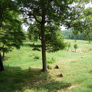 40-Acre Mixed-Species Exhibit