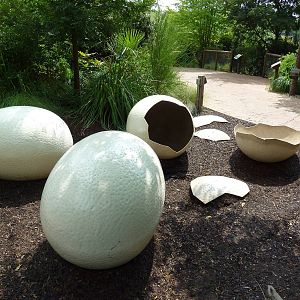 Giant Ostrich Eggs