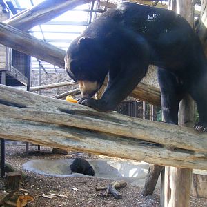 Srey Ya and Jo-Jo the Malayan sun bears at Colchester Zoo, 17 September 201