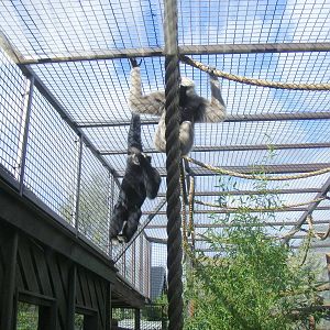 Pileated gibbons at Colchester Zoo, 17 September 2010