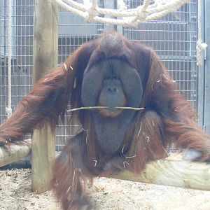 Rajang the orangutan at Colchester Zoo, 17 September 2010
