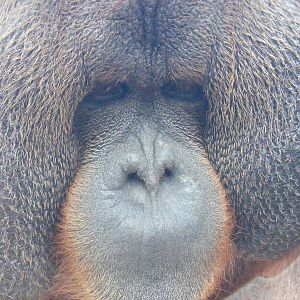 Rajang the orangutan at Colchester Zoo, 17 September 2010