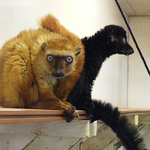 Blue-eyed black lemurs at Colchester Zoo, 17 September 2010