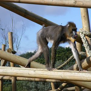 Mandrill at Colchester Zoo, 17 September 2010