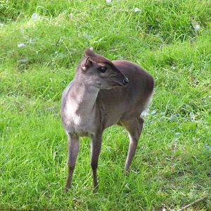 Blue duiker at Colchester Zoo, 17 September 2010
