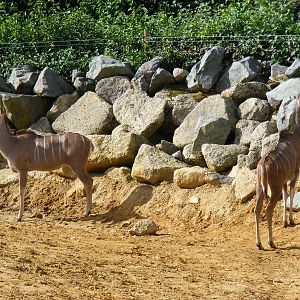 Greater kudus at Colchester Zoo, 17 September 2010