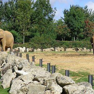African elephants at Colchester Zoo, 17 September 2010