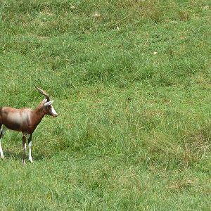 40-Acre Mixed-Species Exhibit - Blesbok