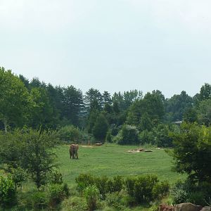 40-Acre Mixed-Species Exhibit