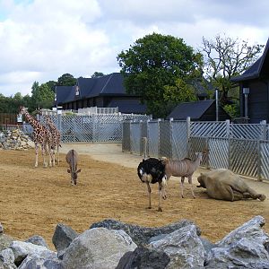 Mixed exhibit at Colchester Zoo, 17 September 2010