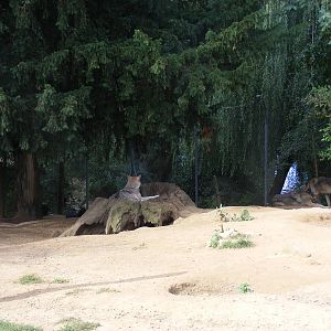 Timber wolf enclosure at Colchester Zoo, 17 September 2010
