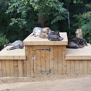Timber wolves at Colchester Zoo, 17 September 2010