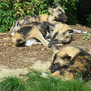 African hunting dogs at Colchester Zoo, 17 September 2010